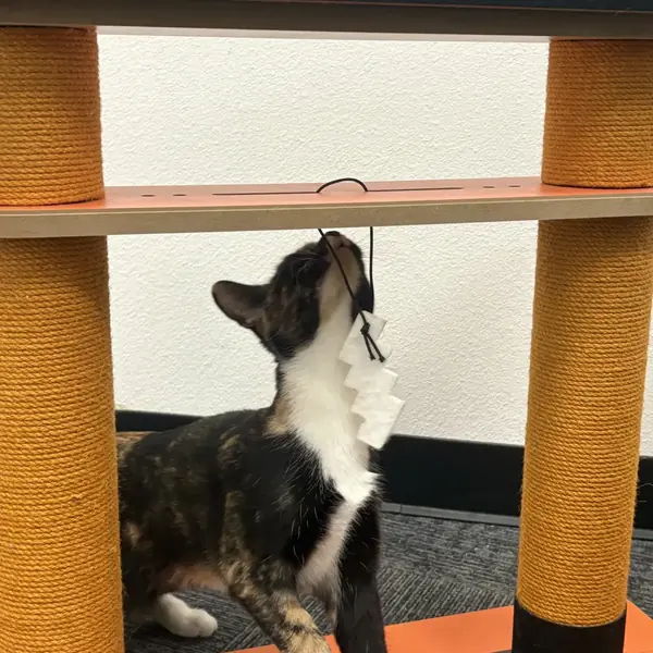 Comfortable cat boarding at K9 Rox Club Las Vegas